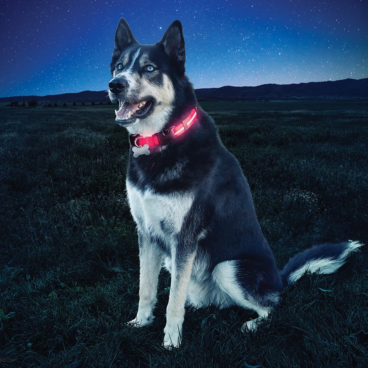 Nite Dawg LED Collar - Red